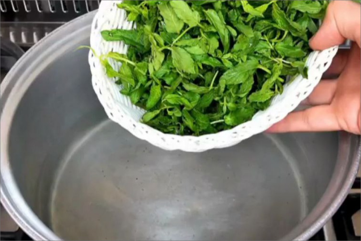 عرق گیری گیاه